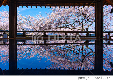 三井寺の観月舞台　床に映る桜 138512937