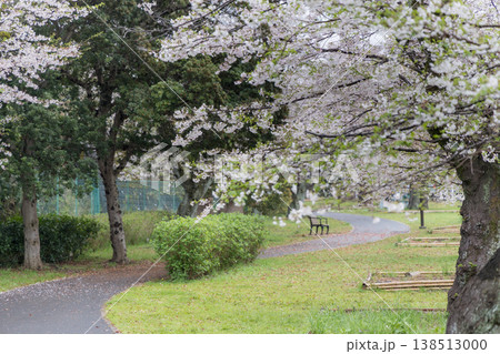 桜並木と続く遊歩道 春の穏やかな公園風景 桜並木と続く遊歩道 春の穏やかな公園風景 138513000