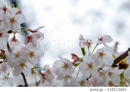 やわらかな光に包まれた桜の花 春の優しいイメージ やわらかな光に包まれた桜の花 春の優しいイメージ 138513001