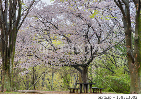 桜咲く公園のベンチ くつろぎと憩いの風景 桜咲く公園のベンチ くつろぎと憩いの風景 138513002
