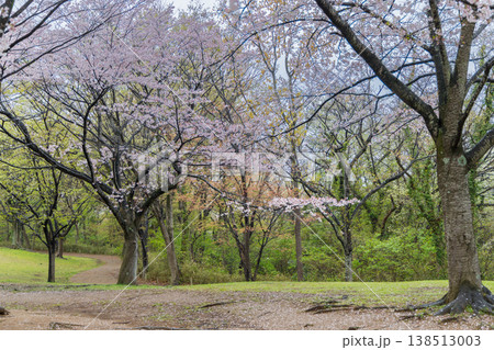桜並木と続く遊歩道 春の穏やかな公園風景 桜並木と続く遊歩道 春の穏やかな公園風景 138513003