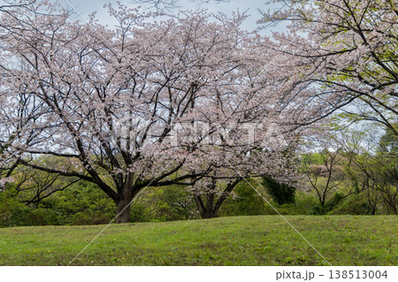 春の公園に咲く桜の木々 穏やかな季節の風景 春の公園に咲く桜の木々 穏やかな季節の風景 138513004