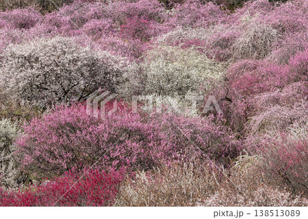 青空に映える梅の花　梅林公園　いなべ　白赤ピンク 138513089