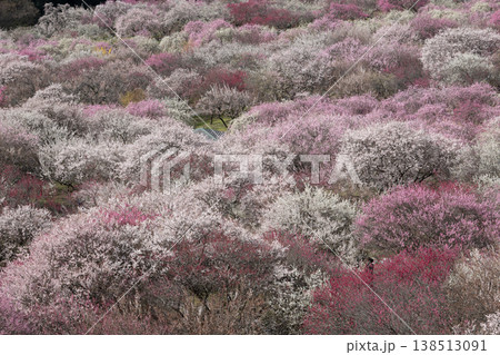 青空に映える梅の花 梅林公園 いなべ 白赤ピンク 青空に映える梅の花 梅林公園 いなべ 白赤ピンク 138513091