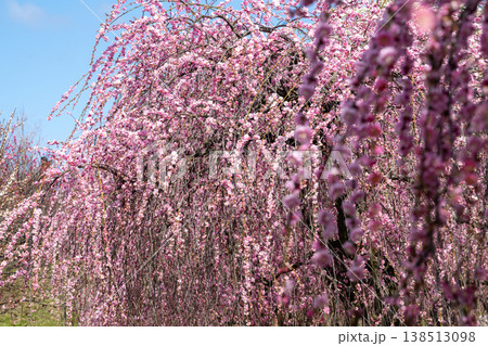 青空に映える梅の花 梅林公園 いなべ 白赤ピンク 青空に映える梅の花 梅林公園 いなべ 白赤ピンク 138513098