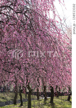青空に映える梅の花 梅林公園 いなべ 白赤ピンク 青空に映える梅の花 梅林公園 いなべ 白赤ピンク 138513102