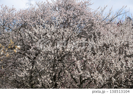 青空に映える梅の花　梅林公園　いなべ　白赤ピンク 138513104