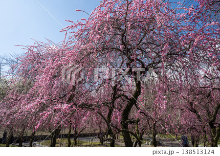 青空に映える梅の花 梅林公園 いなべ 白赤ピンク 青空に映える梅の花 梅林公園 いなべ 白赤ピンク 138513124