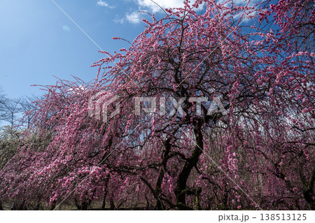 青空に映える梅の花 梅林公園 いなべ 白赤ピンク 青空に映える梅の花 梅林公園 いなべ 白赤ピンク 138513125