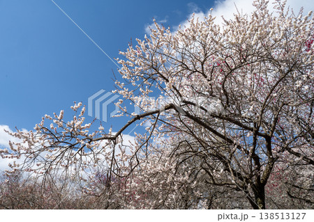 青空に映える梅の花　梅林公園　いなべ　白赤ピンク 138513127