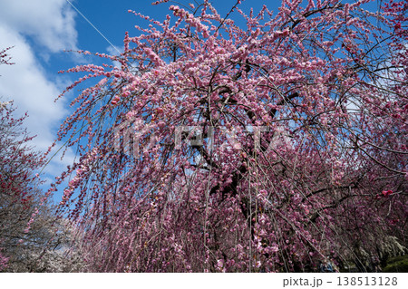 青空に映える梅の花　梅林公園　いなべ　白赤ピンク 138513128