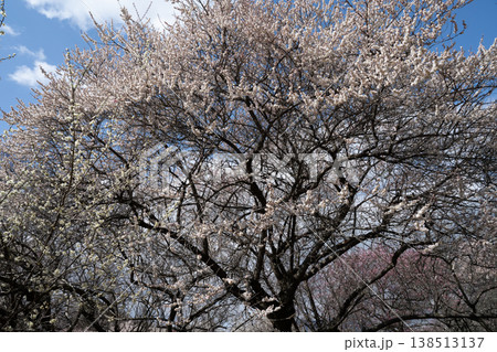青空に映える梅の花　梅林公園　いなべ　白赤ピンク 138513137