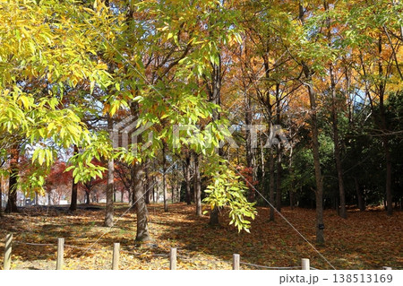 秋の公園　色づくクヌギの葉 138513169