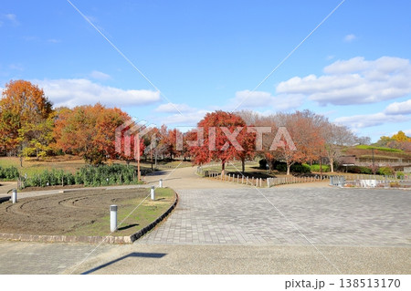 鮮やか　紅葉　サルスベリの木 138513170