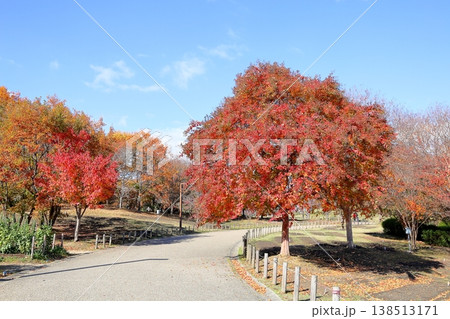 鮮やか 紅葉 サルスベリの木 鮮やか 紅葉 サルスベリの木 138513171