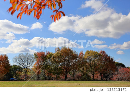 秋の公園　色づく　雑木林 138513172