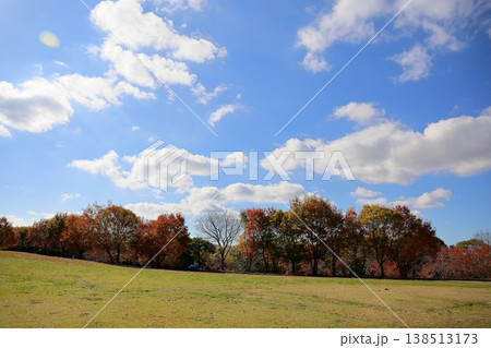 秋の公園　色づく雑木林 138513173