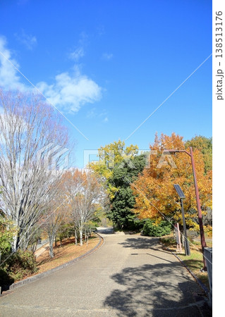 秋の公園　色づく　雑木林 138513176