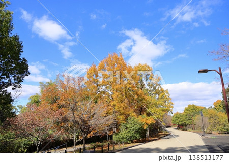 秋の公園　色づく　雑木林 138513177