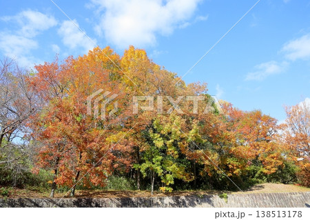 秋の公園 鮮やか 色づくクヌギの木 秋の公園 鮮やか 色づくクヌギの木 138513178