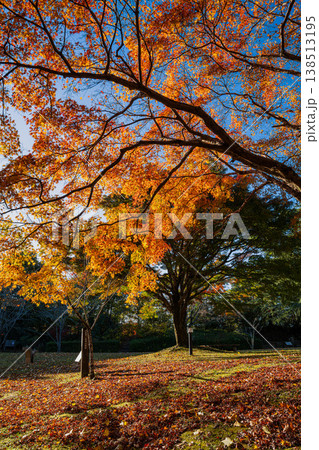 浜松市の鳥羽山公園の紅葉の風景(静岡県) 浜松市の鳥羽山公園の紅葉の風景(静岡県) 138513195