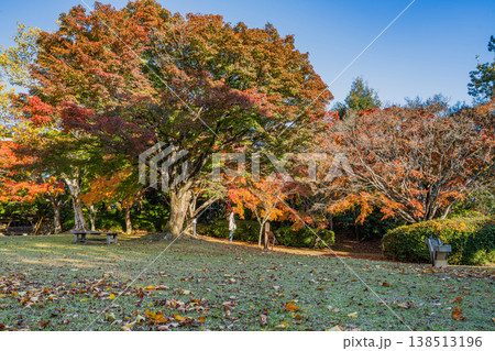 浜松市の鳥羽山公園の紅葉の風景(静岡県) 浜松市の鳥羽山公園の紅葉の風景(静岡県) 138513196