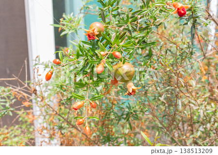 Pomegranate tree with leaves, flowers and fruit outside the house Pomegranate tree with leaves, flowers and fruit outside the house 138513209