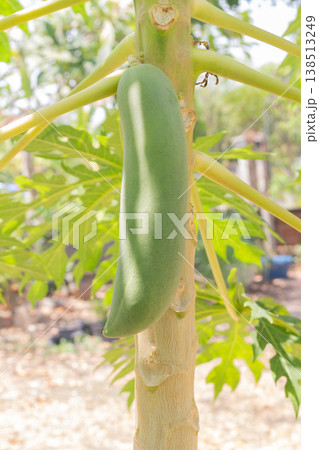 Green papaya fruit and a papaya tree outside the house 138513249