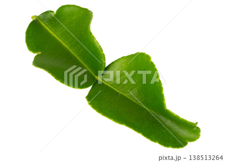 Kaffir lime leaves on a white background 138513264
