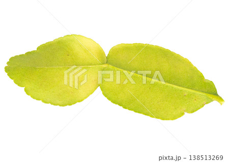 Kaffir lime leaves on a white background Kaffir lime leaves on a white background 138513269