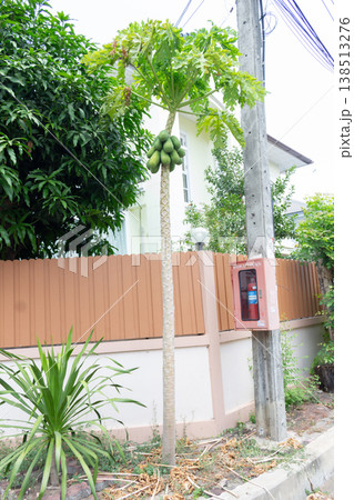 Green papaya fruit and a papaya tree outside the house Green papaya fruit and a papaya tree outside the house 138513276