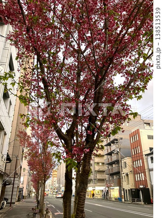 春の京都・西院の街を彩る紅桜の並木風景 138513539