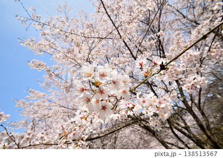 佐賀県横竹ダム周辺のサクラ、桜 138513567