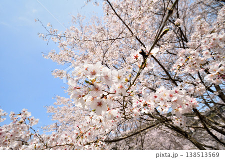 佐賀県横竹ダム周辺のサクラ、桜 佐賀県横竹ダム周辺のサクラ、桜 138513569