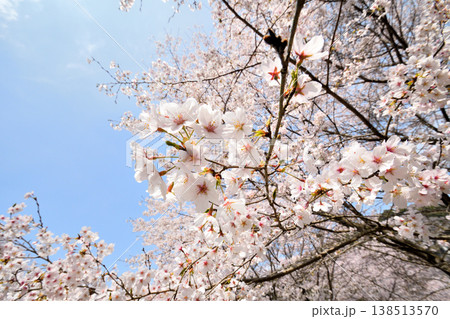 佐賀県横竹ダム周辺のサクラ、桜 佐賀県横竹ダム周辺のサクラ、桜 138513570