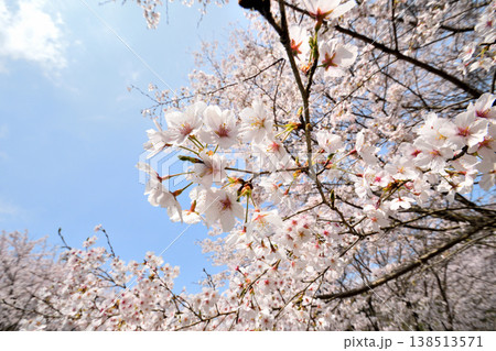 佐賀県横竹ダム周辺のサクラ、桜 佐賀県横竹ダム周辺のサクラ、桜 138513571