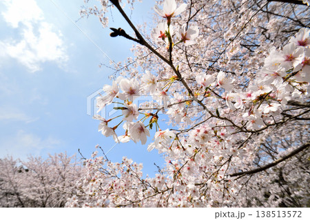佐賀県横竹ダム周辺のサクラ、桜 佐賀県横竹ダム周辺のサクラ、桜 138513572