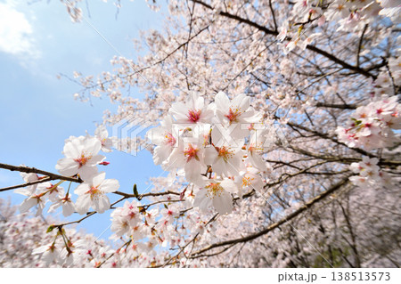 佐賀県横竹ダム周辺のサクラ、桜 138513573