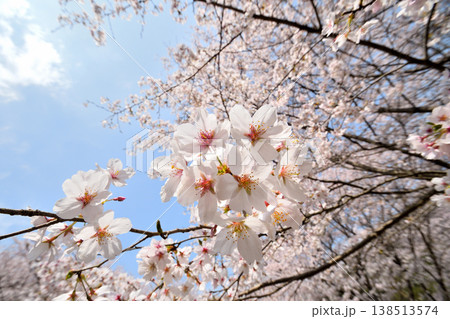 佐賀県横竹ダム周辺のサクラ、桜 138513574