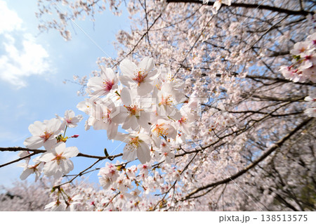 佐賀県横竹ダム周辺のサクラ、桜 佐賀県横竹ダム周辺のサクラ、桜 138513575