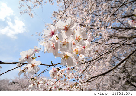 佐賀県横竹ダム周辺のサクラ、桜 138513576