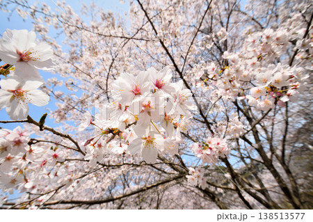 佐賀県横竹ダム周辺のサクラ、桜 138513577