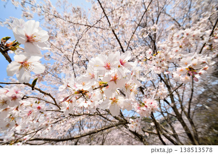 佐賀県横竹ダム周辺のサクラ、桜 138513578