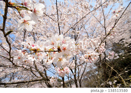 佐賀県横竹ダム周辺のサクラ、桜 138513580