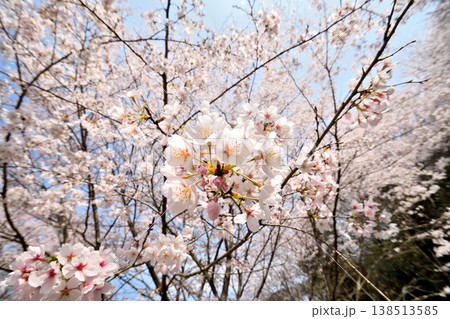 佐賀県横竹ダム周辺のサクラ、桜 138513585