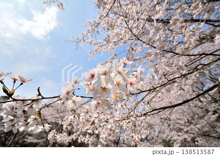 佐賀県横竹ダム周辺のサクラ、桜 佐賀県横竹ダム周辺のサクラ、桜 138513587