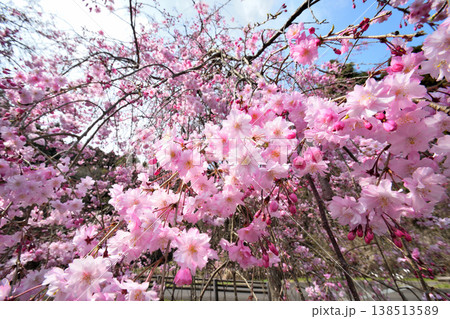 佐賀県横竹ダム周辺のサクラ、桜 138513589
