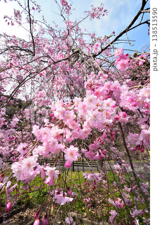 佐賀県横竹ダム周辺のサクラ、桜 佐賀県横竹ダム周辺のサクラ、桜 138513590