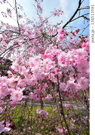 佐賀県横竹ダム周辺のサクラ、桜 138513591