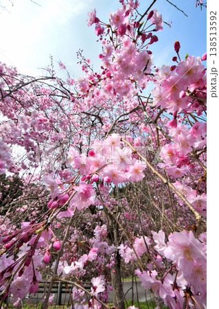 佐賀県横竹ダム周辺のサクラ、桜 138513592